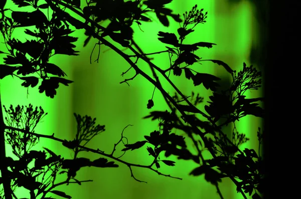 Tree branches with leaves on dark colored background, or fragment of a tree at night with long exposure, floral pattern. Ornament can be used as wallpaper, forest banner