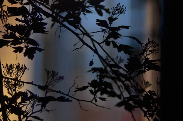 Ramas de árboles con hojas sobre fondo de color oscuro, o fragmento de un árbol por la noche con larga exposición, patrón floral. ornamento se puede utilizar como fondo de pantalla, bandera del bosque —  Fotos de Stock