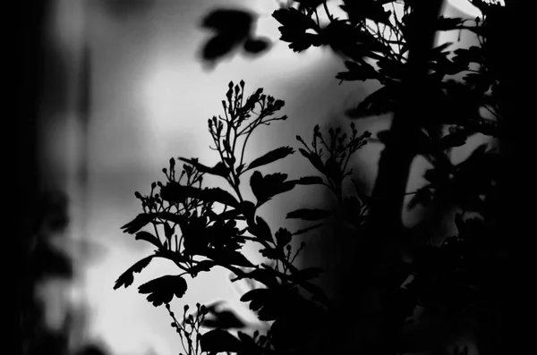 Ramas de árboles con hojas sobre fondo de color oscuro, o fragmento de un árbol por la noche con larga exposición, patrón floral. ornamento se puede utilizar como fondo de pantalla, bandera del bosque —  Fotos de Stock