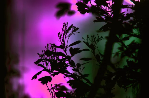 Ramas de árboles con hojas sobre fondo de color oscuro, o fragmento de un árbol por la noche con larga exposición, patrón floral. ornamento se puede utilizar como fondo de pantalla, bandera del bosque — Foto de Stock
