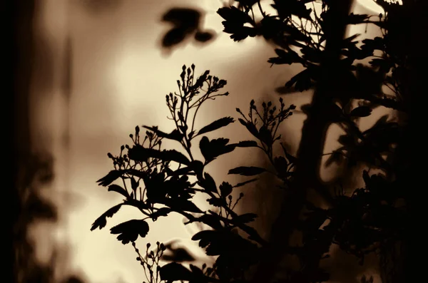 Ramas de árboles con hojas sobre fondo de color oscuro, o fragmento de un árbol por la noche con larga exposición, patrón floral. ornamento se puede utilizar como fondo de pantalla, bandera del bosque —  Fotos de Stock