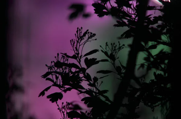 Ramas de árboles con hojas sobre fondo de color oscuro, o fragmento de un árbol por la noche con larga exposición, patrón floral. ornamento se puede utilizar como fondo de pantalla, bandera del bosque —  Fotos de Stock