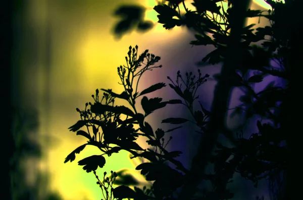 Ramas de árboles con hojas sobre fondo de color oscuro, o fragmento de un árbol por la noche con larga exposición, patrón floral. ornamento se puede utilizar como fondo de pantalla, bandera del bosque —  Fotos de Stock