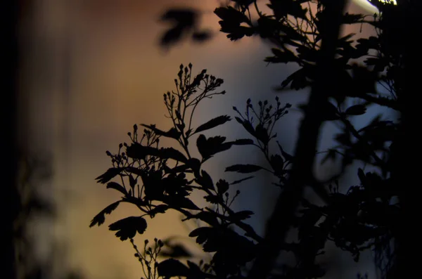 Ramos de árvore com folhas no fundo de cor escura, ou fragmento de uma árvore à noite com exposição longa, padrão floral. Ornamento pode ser usado como papel de parede, bandeira da floresta — Fotografia de Stock