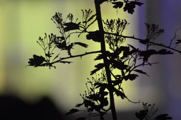 Ramas de árboles con hojas sobre fondo de color oscuro, o fragmento de un árbol por la noche con larga exposición, patrón floral. ornamento se puede utilizar como fondo de pantalla, bandera del bosque —  Fotos de Stock