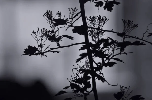 Tree branches with leaves on dark colored background, or fragment of a tree at night with long exposure, floral pattern. Ornament can be used as wallpaper, forest banner — Stock Photo, Image