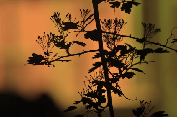Ramos de árvore com folhas no fundo de cor escura, ou fragmento de uma árvore à noite com exposição longa, padrão floral. Ornamento pode ser usado como papel de parede, bandeira da floresta — Fotografia de Stock