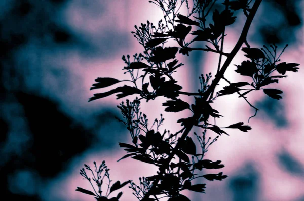 Větve s listy na tmavém barevné pozadí nebo fragment stromu v noci s dlouhou expozicí, květinový vzor. Ornament lze použít jako tapetu, lesní nápis — Stock fotografie