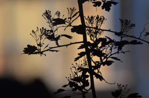 Trädgrenar med blad på mörkt färgad bakgrund eller fragment av ett träd på natten med lång exponering, blommönster. Prydnad kan användas som bakgrundsbild, skogen banner — Stockfoto