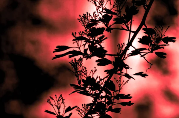 Trädgrenar med blad på mörkt färgad bakgrund eller fragment av ett träd på natten med lång exponering, blommönster. Prydnad kan användas som bakgrundsbild, skogen banner — Stockfoto