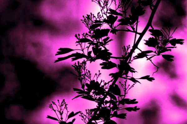 Ramas de árboles con hojas sobre fondo de color oscuro, o fragmento de un árbol por la noche con larga exposición, patrón floral. ornamento se puede utilizar como fondo de pantalla, bandera del bosque —  Fotos de Stock