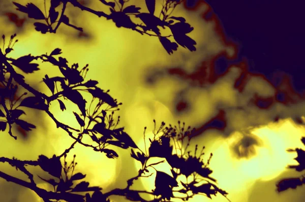 树分枝与叶子在深色的背景上, 或在晚上的树的片段与长时间曝光, 花图案。装饰可用作墙纸、森林横幅 — 图库照片