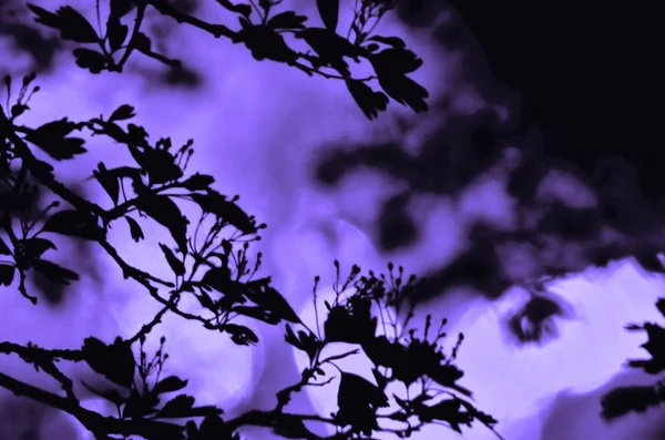 Tree branches with leaves on dark colored background, or fragment of a tree at night with long exposure, floral pattern. Ornament can be used as wallpaper, forest banner