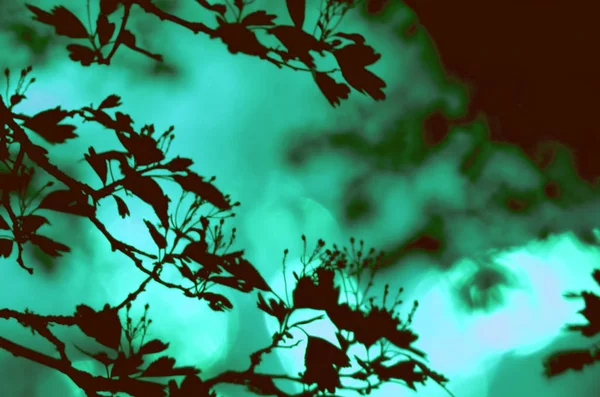 Tree branches with leaves on dark colored background, or fragment of a tree at night with long exposure, floral pattern. Ornament can be used as wallpaper, forest banner