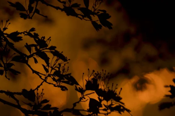 Tree branches with leaves on dark colored background, or fragment of a tree at night with long exposure, floral pattern. Ornament can be used as wallpaper, forest banner