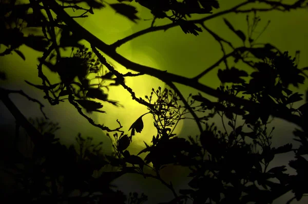 Ramos de árvore com folhas no fundo de cor escura, ou fragmento de uma árvore à noite com exposição longa, padrão floral. Ornamento pode ser usado como papel de parede, bandeira da floresta — Fotografia de Stock