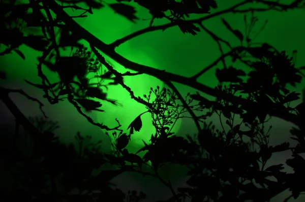 Trädgrenar med blad på mörkt färgad bakgrund eller fragment av ett träd på natten med lång exponering, blommönster. Prydnad kan användas som bakgrundsbild, skogen banner — Stockfoto