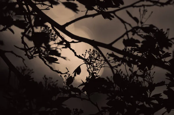 Ramas de árboles con hojas sobre fondo de color oscuro, o fragmento de un árbol por la noche con larga exposición, patrón floral. ornamento se puede utilizar como fondo de pantalla, bandera del bosque — Foto de Stock