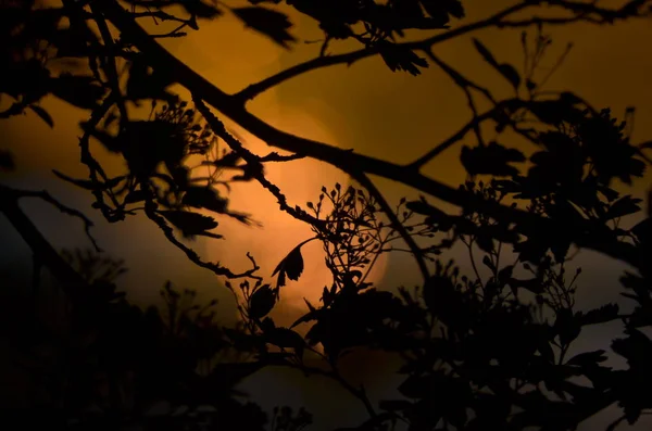 Zweige mit Blättern auf dunklem Hintergrund oder Fragment eines Baumes in der Nacht mit lange belichtetem, blumigem Muster. Ornament kann als Tapete, Waldbanner verwendet werden — Stockfoto