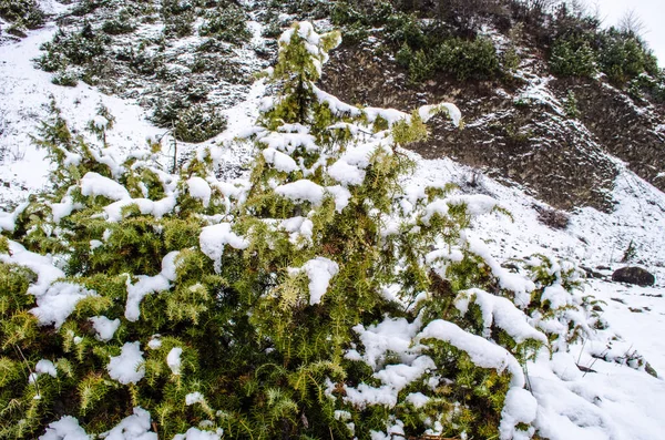 Сніг на соснових гілках в лісі взимку — стокове фото