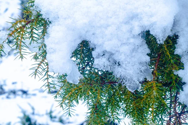 冬の森の中の松の枝に雪します。 — ストック写真