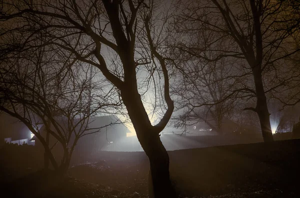 Gece, korkutucu bir ninjaydım sisli peyzaj ağaçları siluetleri, karanlık bir ormanda garip ışık ışık arkasında, mytical kavramı ile — Stok fotoğraf