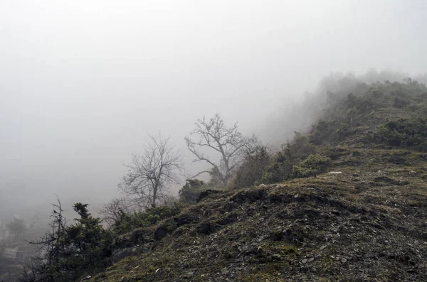 Forested mountain slope in low lying cloud with the evergreen conifers shrouded in mist in a scenic landscape view — Stock Photo, Image