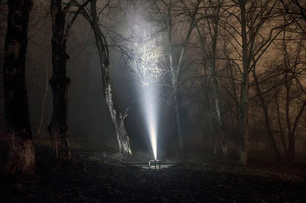 Lumière surréaliste dans la forêt sombre, lumière magique fantaisie dans la forêt brumeuse conte de fées — Photo