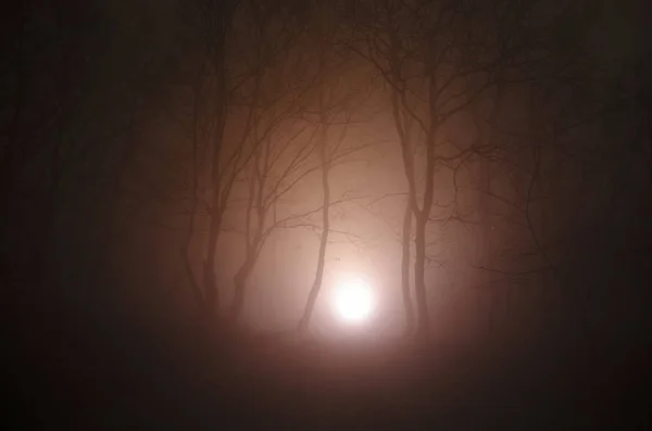 Surreal light in dark forest, Magic fantasy lights in the fairy foggy forest — Stock Photo, Image