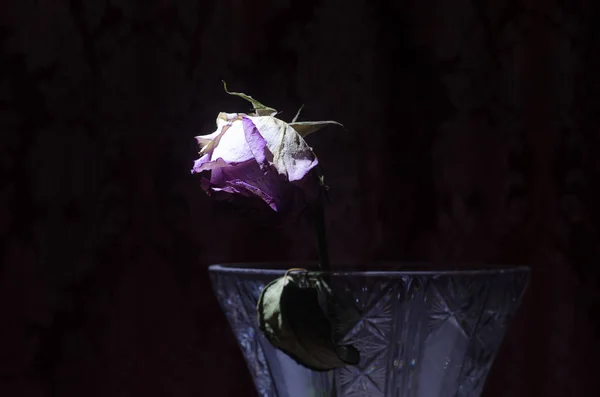 Uma rosa murcha significa amor perdido, divórcio, ou um mau relacionamento, mortos subiu em vaso em caso de madeira fundo escuro — Fotografia de Stock