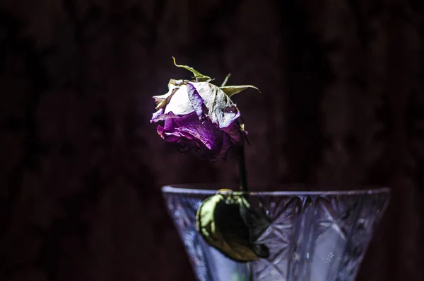 Un trandafir ofilitor semnifică dragostea pierdută, divorțul sau o relație proastă, un trandafir mort în vază pe fundal întunecat din lemn — Fotografie, imagine de stoc