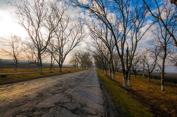 Wunderschöne Landschaft der Landstraße mit Bäumen im Winter bei Sonnenuntergang. azerbaijan, kaukasus, sheki, gakh, zagatala — Stockfoto