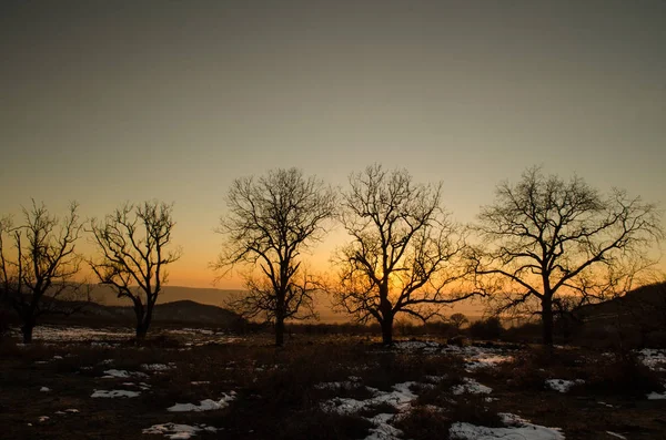 Osamělý strom silueta na polní v západu slunce zářivé oranžové. Hory a kopce v Ázerbájdžánu Kavkazu — Stock fotografie