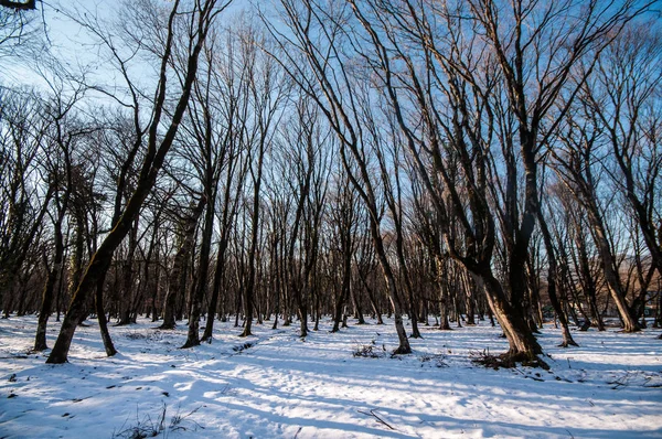 Coucher de soleil dans le bois entre les souches d'arbres en période hivernale. Azerbaïdjan, Gabala, Caucase — Photo