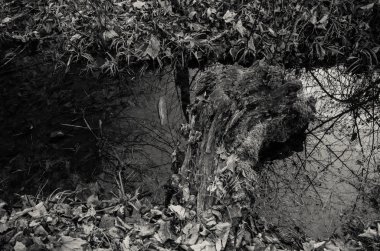 Bir sonbahar manzara su yansıması. Arka plan. Retro filtre.