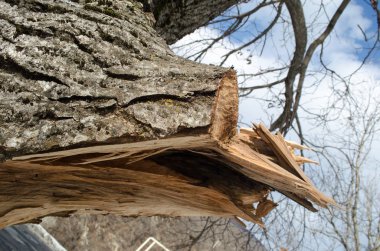Ağaç gövdesi cephesidir. Şube içinde kurulan delik ile kesim vardır. Ağaç kabuğu bir parça kesilir. Arka planda çok sayıda yeşil çalılar bulunmaktadır.