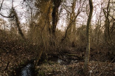 Orman ağaçları ve günbatımı zaman akan su. Azerbaycan Caucasus
