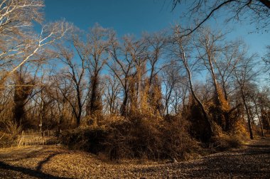 Yalnız ağaç siluet açık günbatımı canlı turuncu sahasının. Azerbaycan Kafkasya dağlar