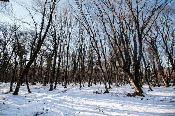 Coucher de soleil dans le bois entre les souches d'arbres en période hivernale. Azerbaïdjan, Gabala, Caucase — Photo