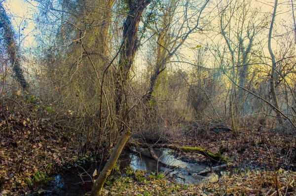 Forest trees and flowing fresh water at sunset time. Azerbaijan Caucasus — Stock Photo, Image