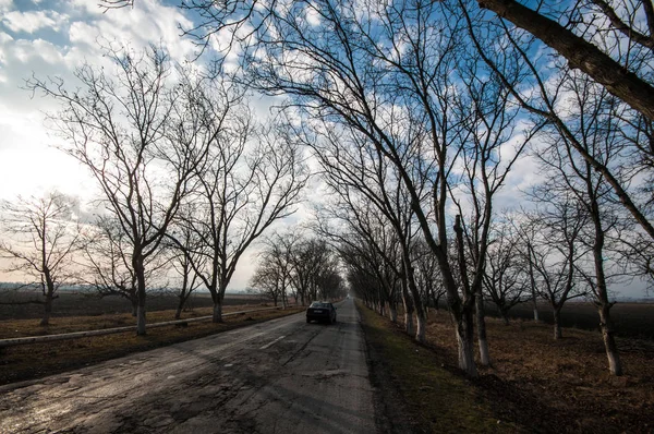 Krásná krajina země vedlejší silnice se stromy v zimním období při západu slunce. Ázerbájdžán, Kavkaz, Sheki, Gakh, Zagatala — Stock fotografie