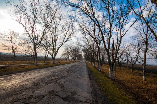 Wunderschöne Landschaft der Landstraße mit Bäumen im Winter bei Sonnenuntergang. azerbaijan, kaukasus, sheki, gakh, zagatala — Stockfoto