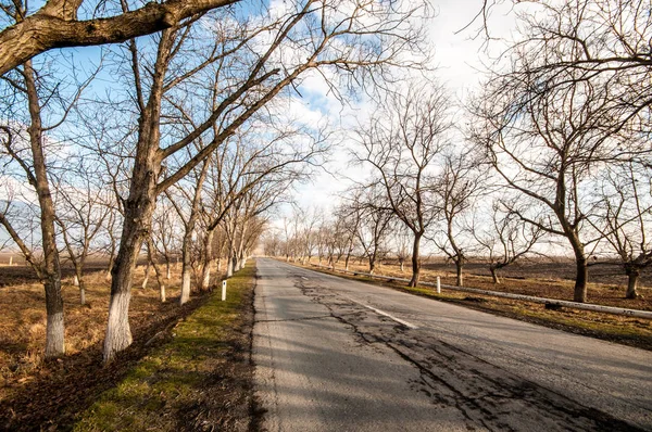 Wunderschöne Landschaft der Landstraße mit Bäumen im Winter bei Sonnenuntergang. azerbaijan, kaukasus, sheki, gakh, zagatala — Stockfoto