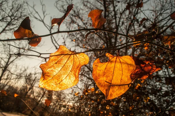 美丽的看法分支与黄色叶子对阳光。阿塞拜疆、高加索 — 图库照片