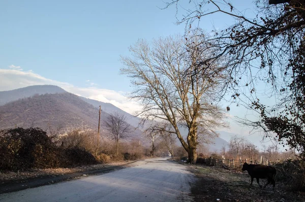 Paisaje de camino de asfalto que va hacia los pasos de montaña a través de los árboles, pueblos y lugares forestales. o lugares rurales de Azerbaiyán al atardecer —  Fotos de Stock