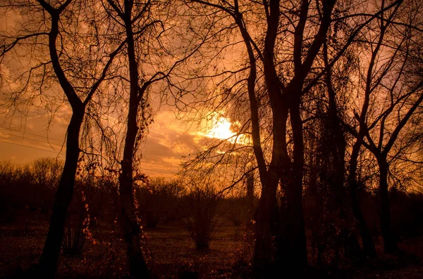 Drogi leśne pod zachód słońca promienie słoneczne. Piękny zachód słońca z pomarańczowe i czerwone chmury za kilka drzew iglastych. Z bliska. Azerbejdżan, Caucasus — Zdjęcie stockowe