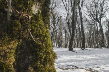 Güzel manzara günbatımı ağaçlar suşları kış döneminde, güneşli kış karlı orman şekilde arasında ahşap üzerinde. Azerbaycan Ismailly Qəbələ