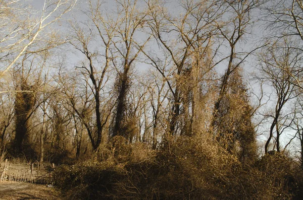 Hermoso paisaje de árboles muertos de invierno en el bosque al atardecer. Azerbaiyán — Foto de Stock