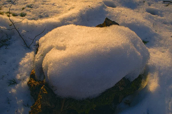 Камень в снегу в лесу на закате. Кавказ, Азербайджан — стоковое фото