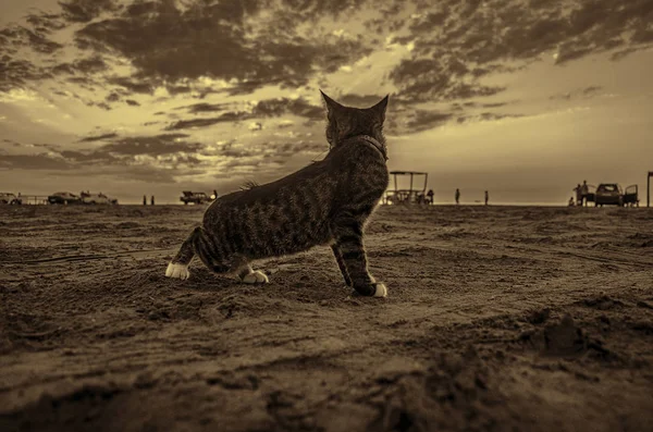 Beautiful cat on sea sand coastline of Caspian Sea in Baku. Azerbaijan